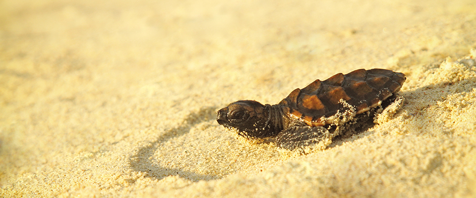 turtle-kembali